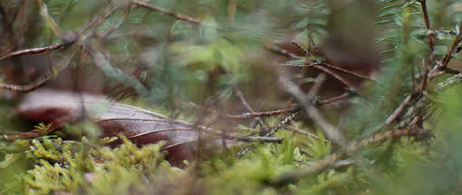 After Work-Kursreihe: Haiuku fotografieren